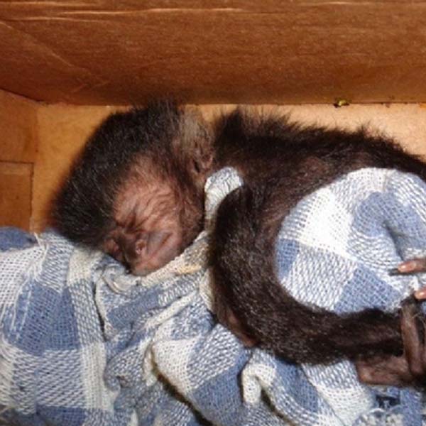 Pais compram filhotes de macacos para presentear filhos e são detidos pela Polícia Rodoviária