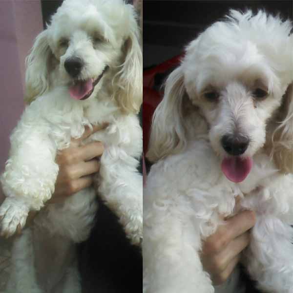Cachorra é encontrada no centro da cidade