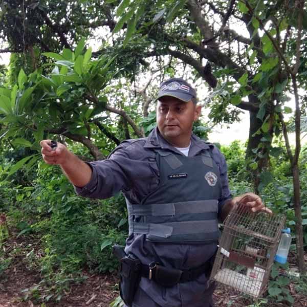Polícia Militar Ambiental resgata aves silvestres em Paraguaçu Paulista e Herculândia