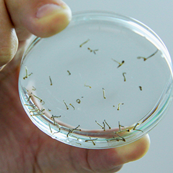 Saúde Municipal prossegue ações de combate a dengue em pontos estratégicos