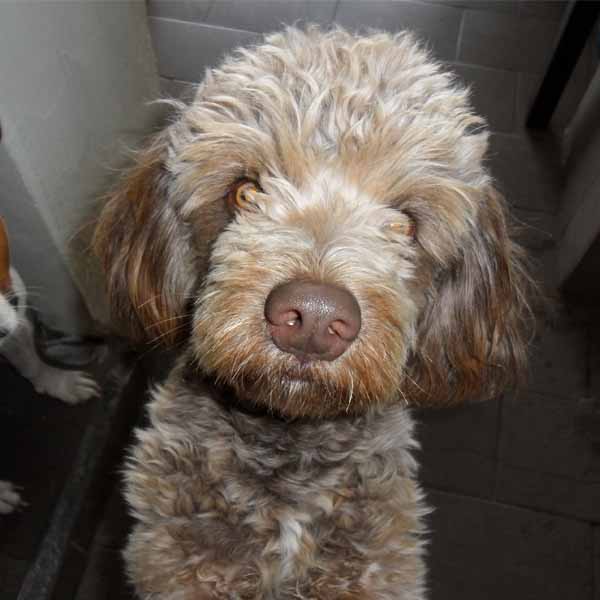 Cão está desaparecido; proprietários pagam recompensa para quem encontrá-lo