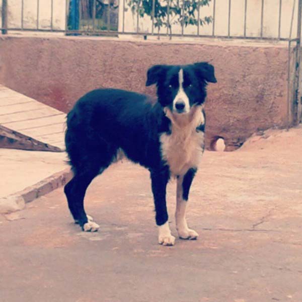Cão de estimação de criança está desaparecido