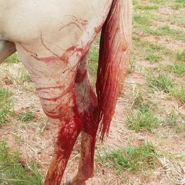 Linha com cerol quase decepa rabo de cavalo