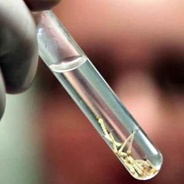 Casos de dengue provocam alerta geral em Paraguaçu