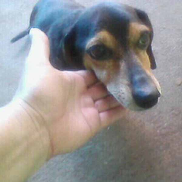 Cachorra é encontrada perdida pelas ruas da Vila Fercon