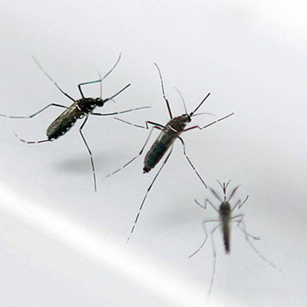 Que métodos funcionam contra Aedes? Veja diferença entre repelentes
