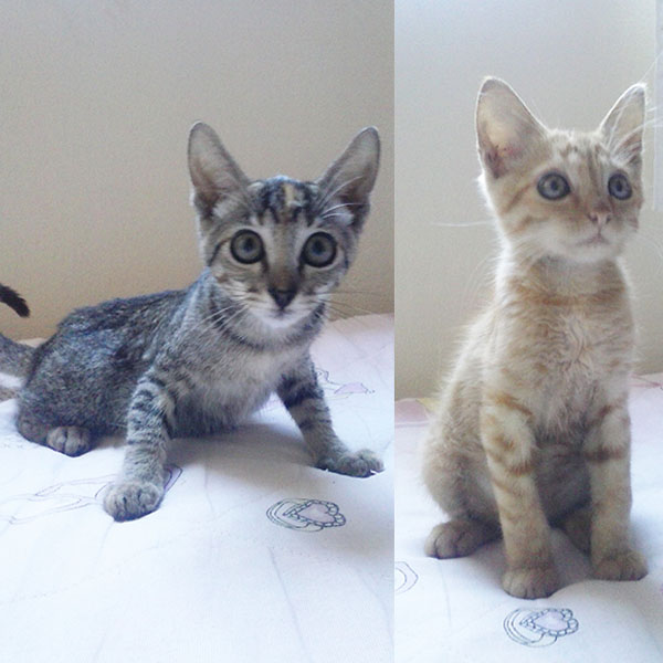 Gatinhos abandonados