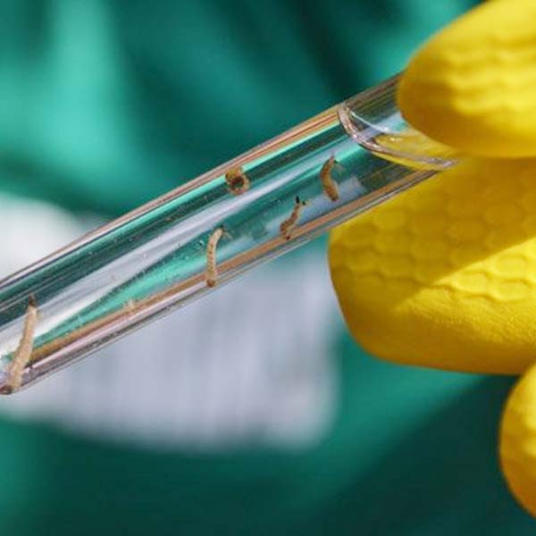Plano Municipal de Combate a Dengue de Paraguaçu é destaque na imprensa oficial do Estado