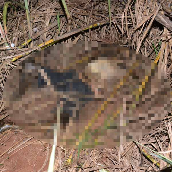 Corpo em estado de decomposição é encontrado em Lutécia