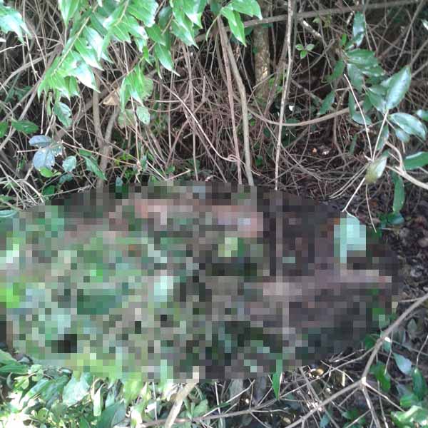 Corpo de mulher é encontrado seminu em zona rural de Assis