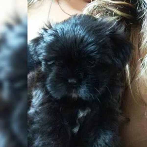 Filhote de cachorro está desaparecido