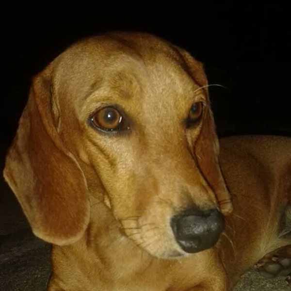 Procura-se dono de cachorro bassê que estava perdido pelo centro de Paraguaçu