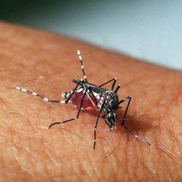 Marília tem mulher com suspeita de zika vírus