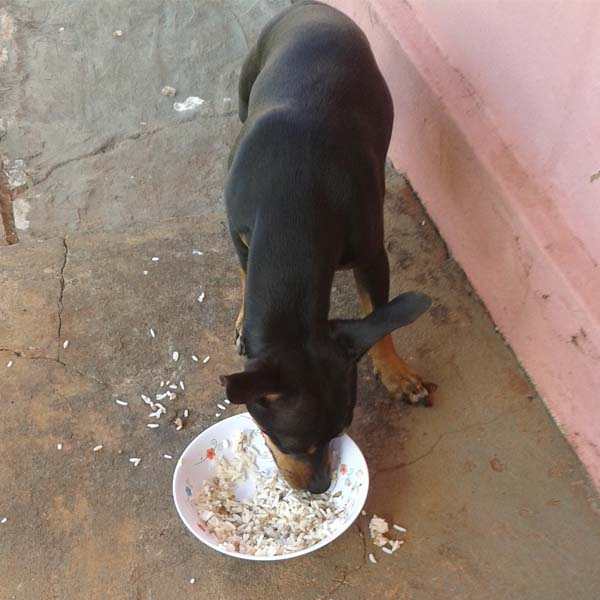 Cão está desaparecido; proprietários oferecem gratificação para quem encontrá-lo
