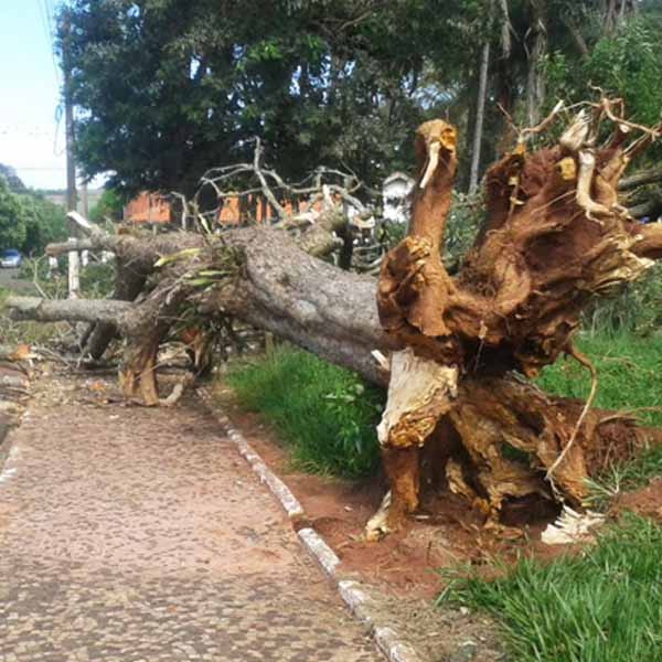Chuvas e ventanias causam estragos em Paraguaçu