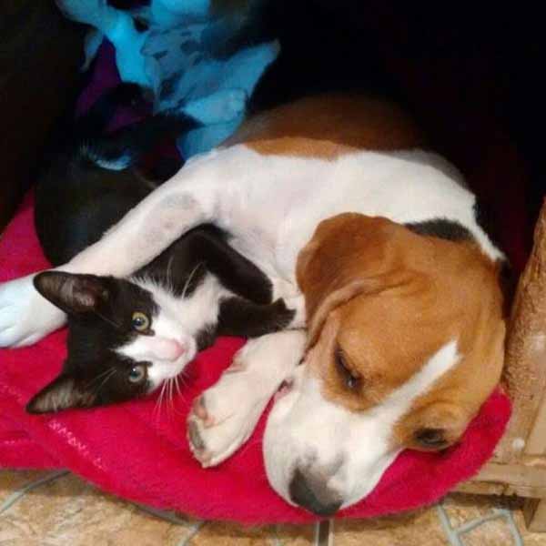 Procura-se cachorra que desapareceu nas imediações do Colégio Paraguaçu
