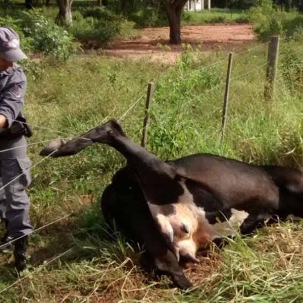 Polícia Ambiental resgata vaca enroscada na cerca em sítio de Tupã