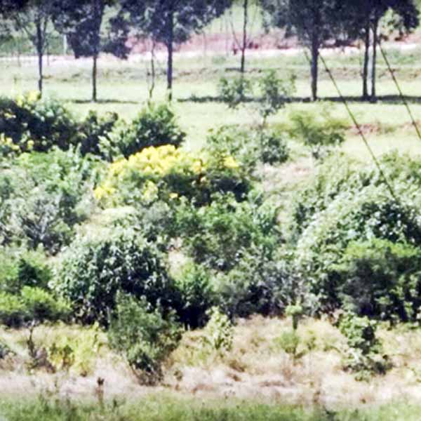 Reflorestamento em Paraguaçu renova fauna e flora no Grande Lago e CEA