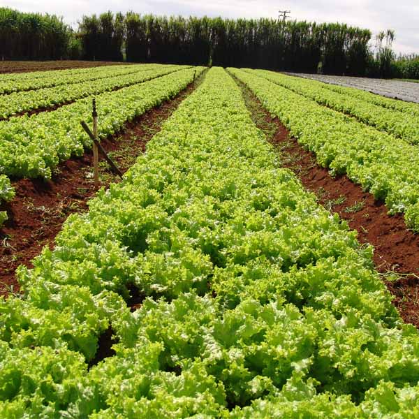 Sindicato Rural Patronal abre inscrições para Programa Olericultura Orgânica