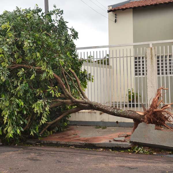 Tempestade derruba árvores e provoca danos em imóveis em Paraguaçu Paulista