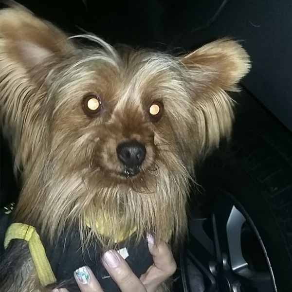 Cão é encontrado perdido pelas ruas do centro de Paraguaçu