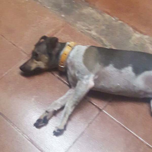 Proprietários pagam recompensa para quem encontrar cão desaparecido em Paraguaçu
