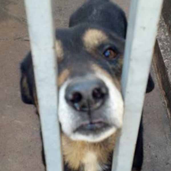 Cão está desaparecido desde terça-feira