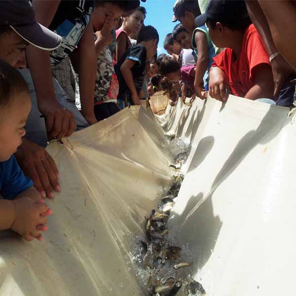 Paranapanema recebe 560 mil peixes
