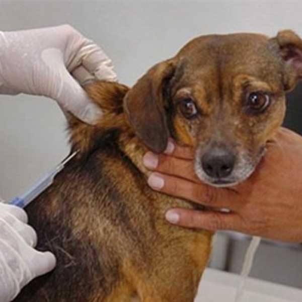 Nesta quarta tem plantão especial de vacinação contra a raiva animal em Paraguaçu