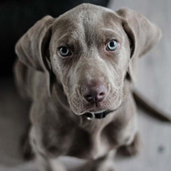 Cientistas afirmam: cachorros ajudam na recuperação de vítimas de tragédias