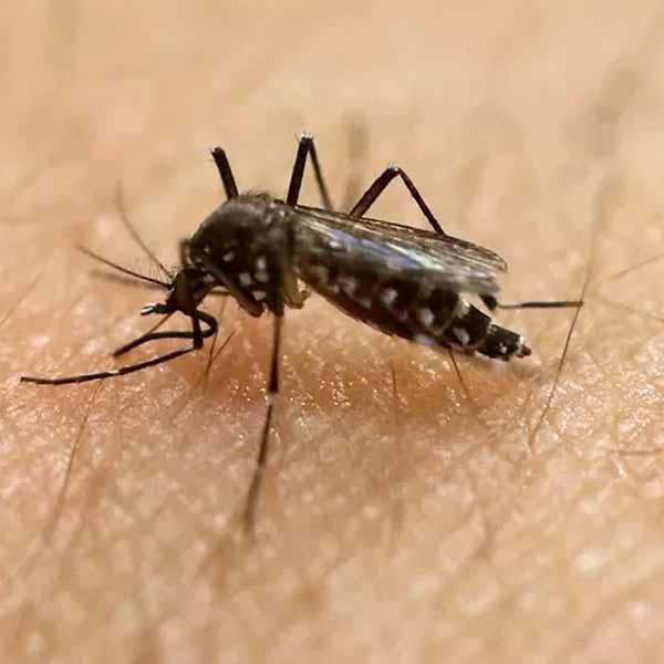 Vacina de dengue começa a ser distribuída em SP 'nos próximos dias'