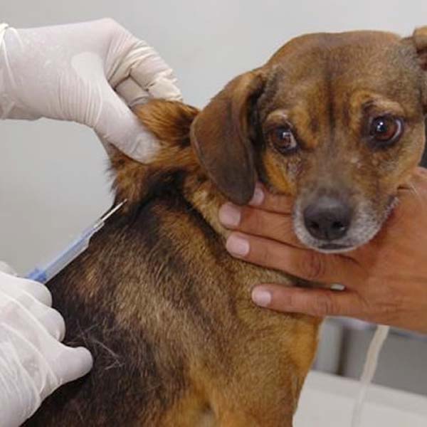 Paraguaçuenses têm até sexta para ainda vacinar seu animal contra a raiva