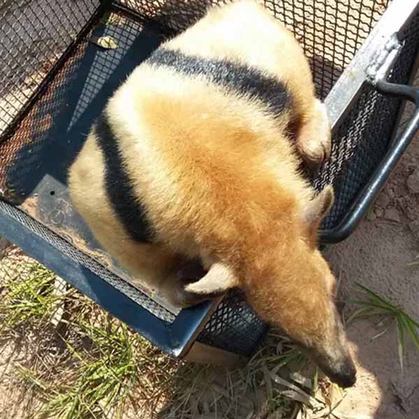 Tamanduá-mirim é resgatado após fugir de cinco cães em Tupã