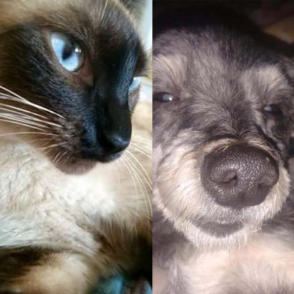 Gata e cachorra estão desaparecidas