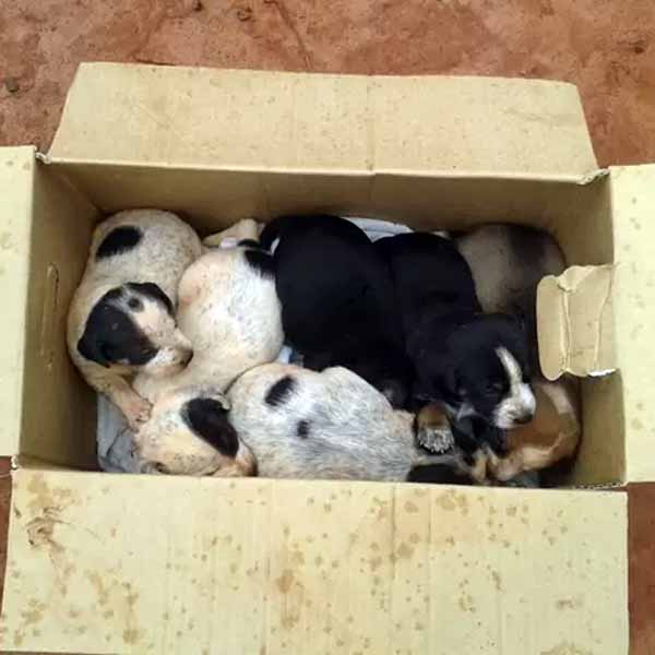 Bombeiros resgatam filhotes de buraco após cadela dar à luz em Assis