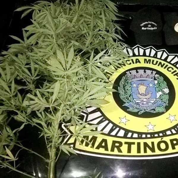 Guarda Municipal de Martinópolis apreende pé de maconha em terreno