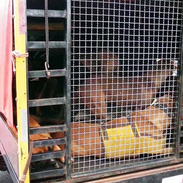 Caçador leva multa de R$ 27 mil por maus-tratos no transporte de cães em Rancharia
