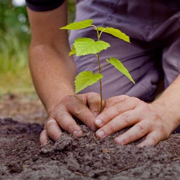 Mutirão ecológico marca celebração do Dia da Árvore