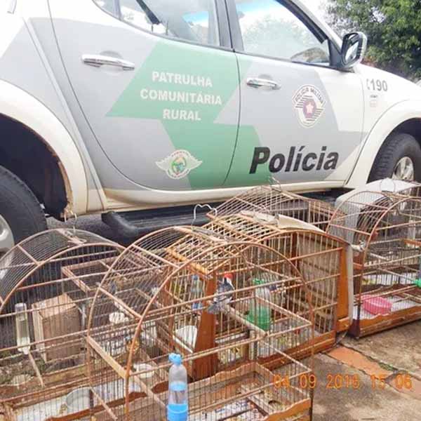 Polícia Militar Ambiental apreende pássaros silvestres em Assis