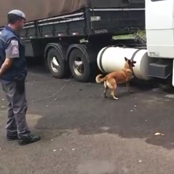Cão da PM encontra quase 500 tabletes de maconha em tanque de combustível em Assis
