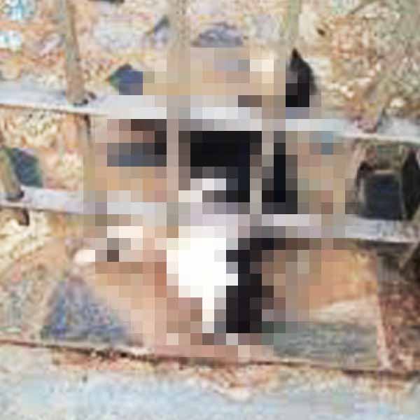 Mulher é denunciada à polícia após matar gato a vassouradas em Paraguaçu Paulista