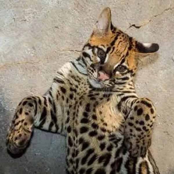 Gato do mato assusta pacientes e funcionários de clínica em Marília