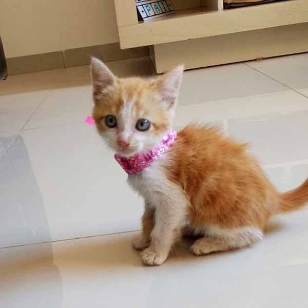 Gatinha está desaparecida desde quarta-feira