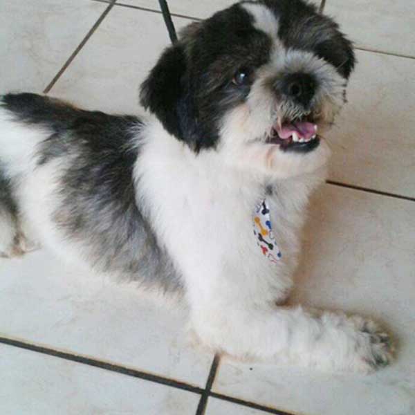 Cão de estimação de criança está desaparecido