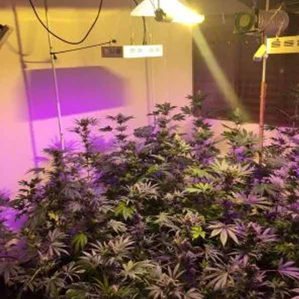Plantação de maconha é encontrada em operação da polícia em Tupã