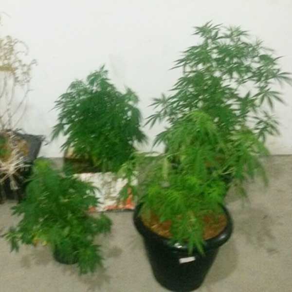 Estudante da Unesp de Marília é preso por cultivar pés de maconha