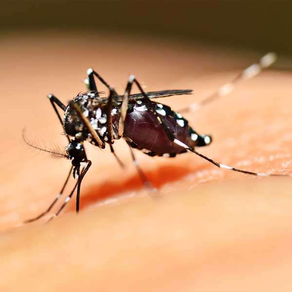 Luta contra o Aedes deve ser intensificada em Paraguaçu