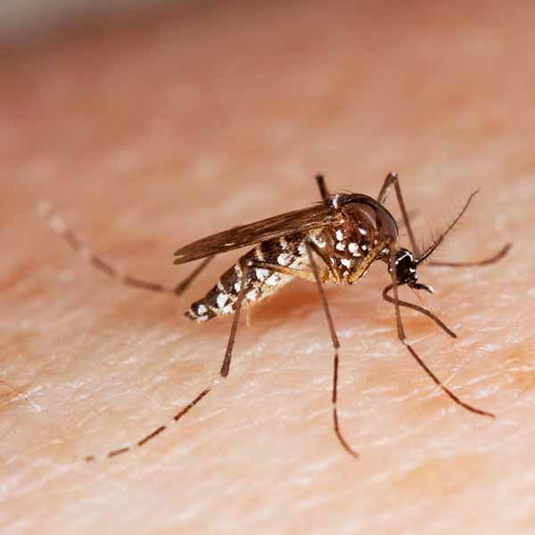 Primeiro caso de zika é registrado em Marília