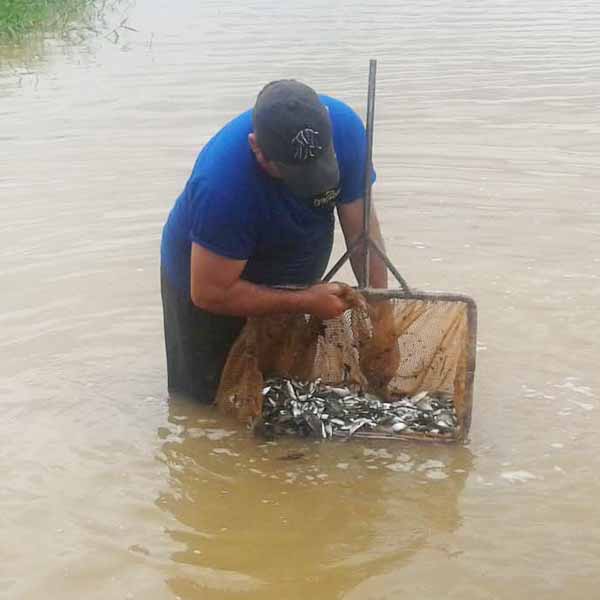 Duke Energy solta 80 mil peixes em Cândido Mota