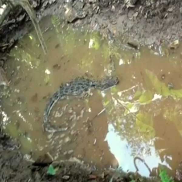 Jacaré é encontrado em poça de água formada pela chuva em Marília